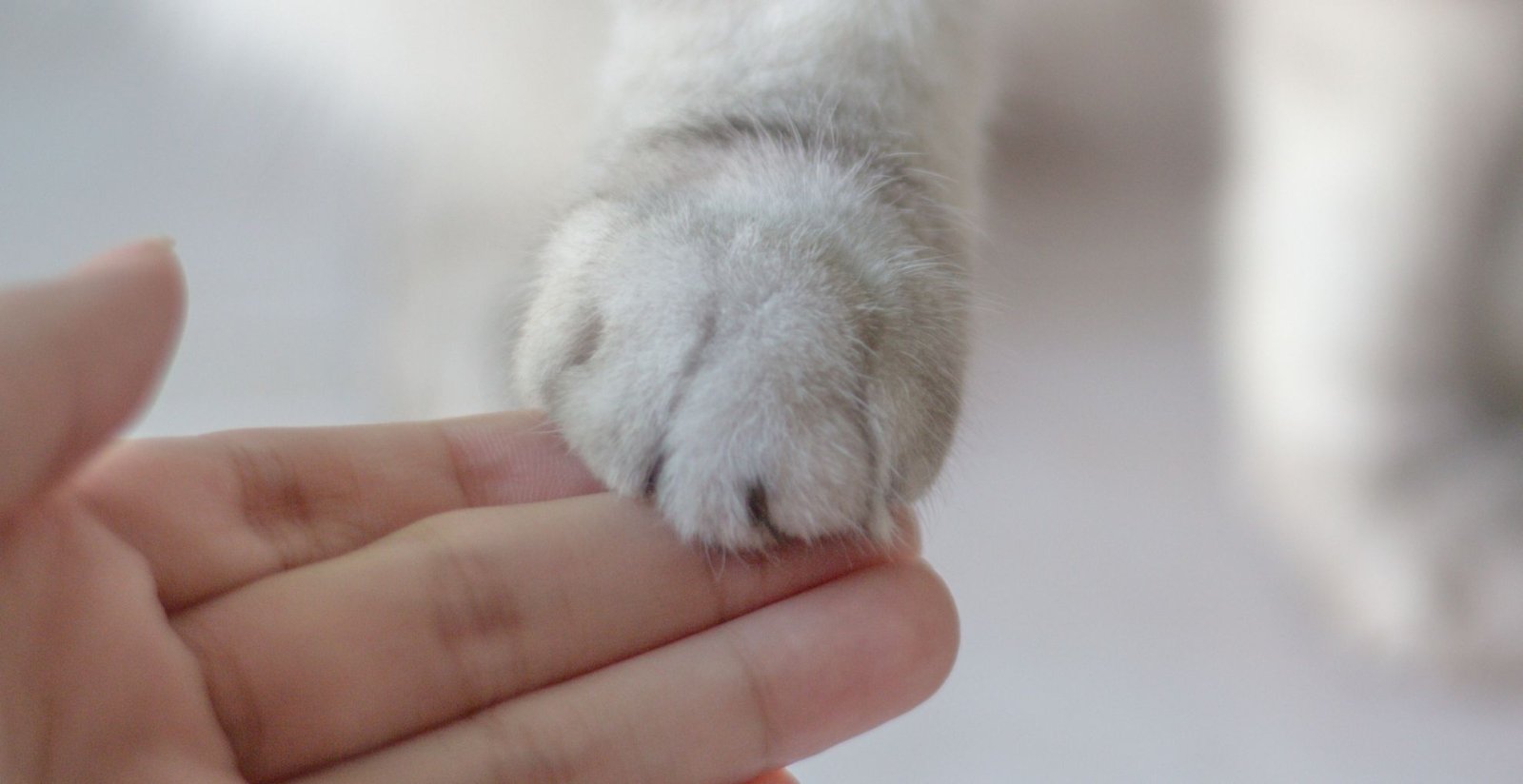 Cruelty-free