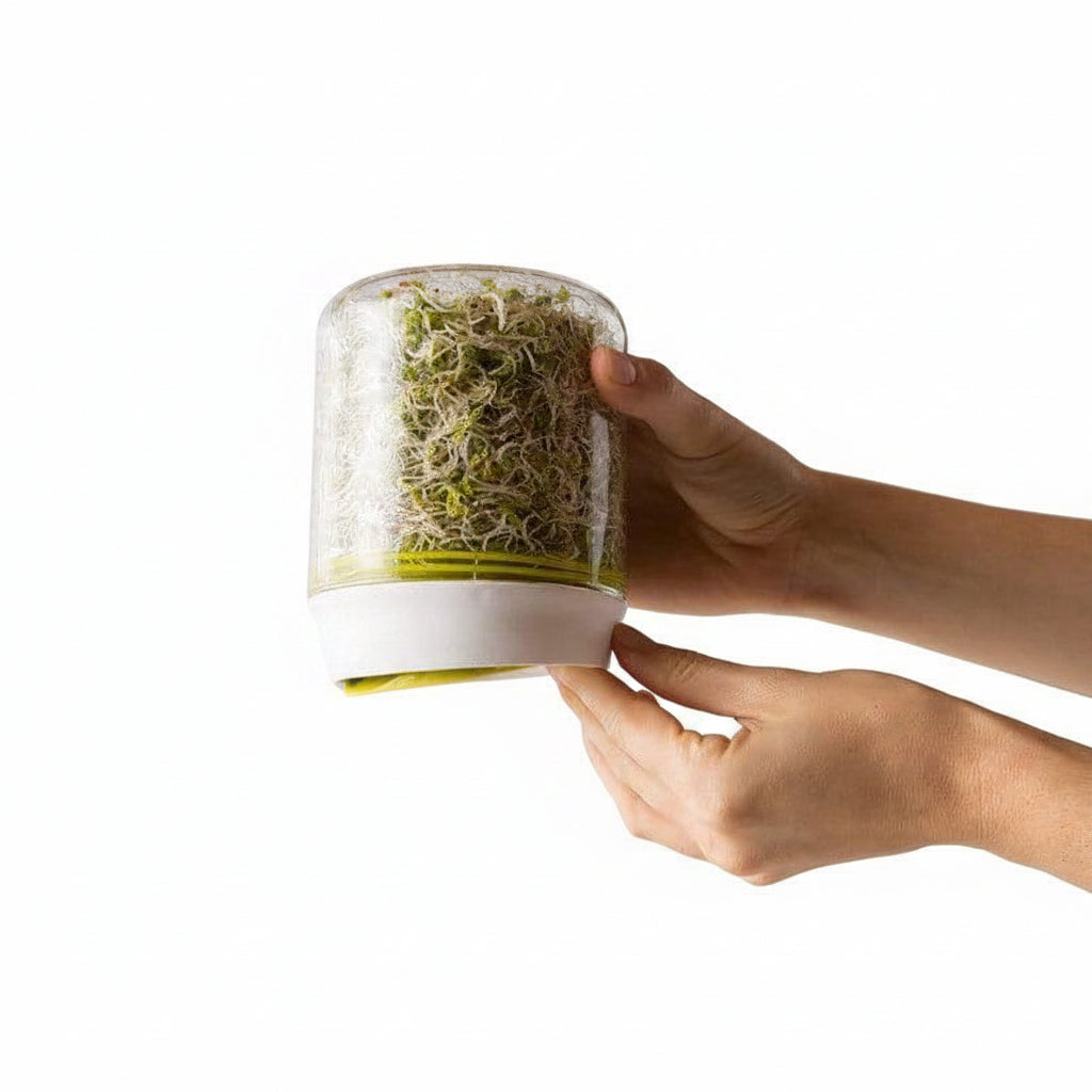 Countertop Sprouter Growing Kit - Waha Lifestyle