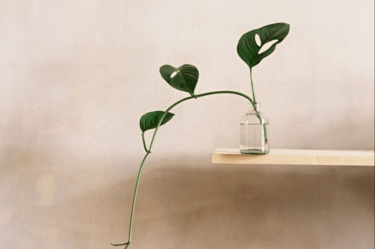Plants That Help You Sleep Better (In Your Room and In Your Cup)