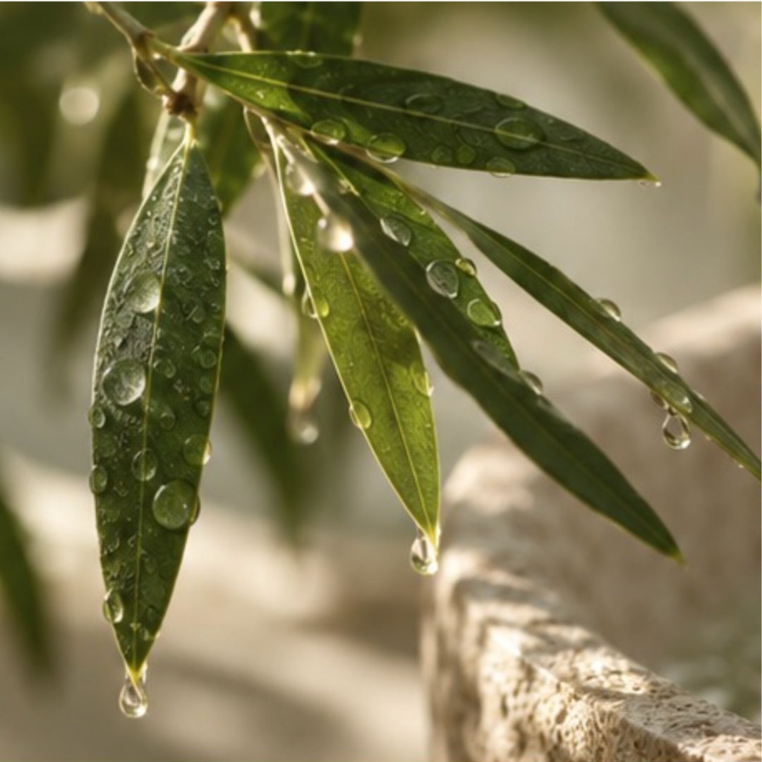 Green leaves with water droplets over a stone basin