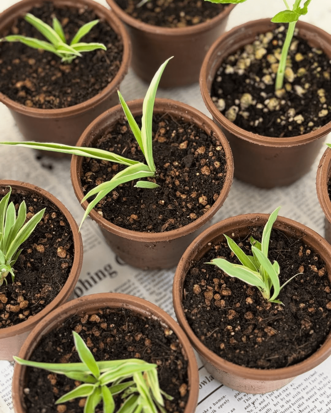 Waha Lifestyle Planting with Purpose Workshop By Shadan AlLahou in Kuwait - Waha Lifestyle