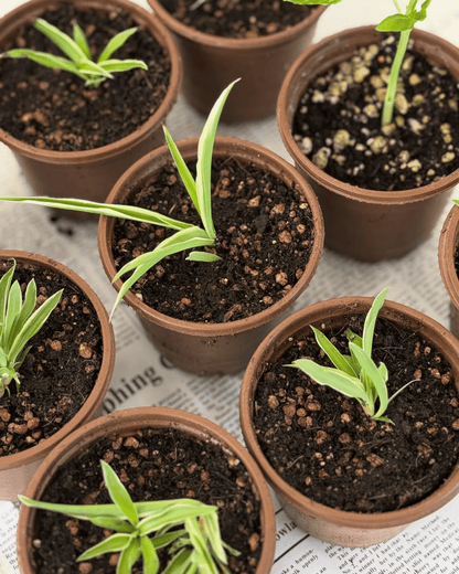 Waha Lifestyle Planting with Purpose Workshop By Shadan AlLahou in Kuwait - Waha Lifestyle